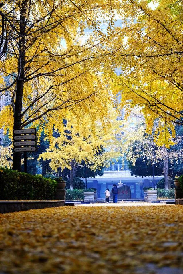 在长沙，幸福也许是听得见的风声，看得见的红叶……