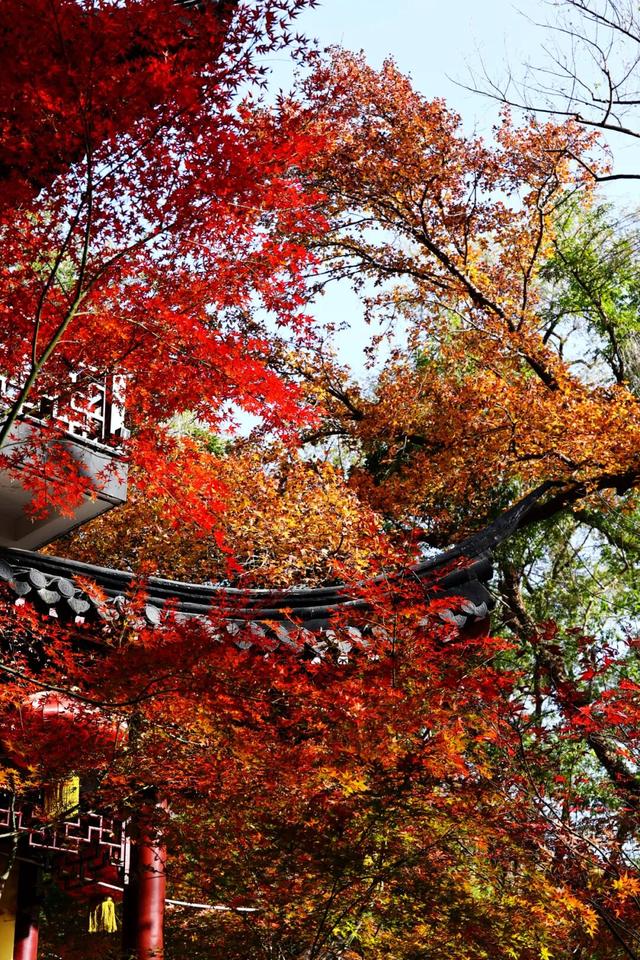 此时此刻，最美的栖霞山！