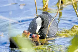 冰城公园来“稀客” 鸟爸鸟妈育娃忙图片