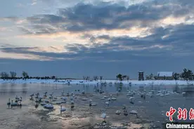 山东荣成：天鹅沐冬雪图片