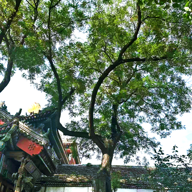北京古树 家国情怀 国庆古树游线等您来体验