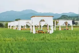 【戏乡福地 灵润黄梅】黄梅旅游景点介绍：袁夫稻田图片