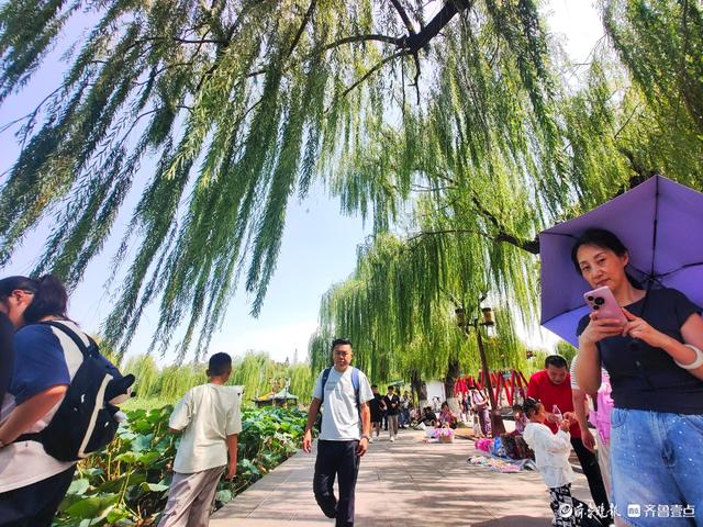 明湖垂柳曼妙多姿，游人如织景致如画