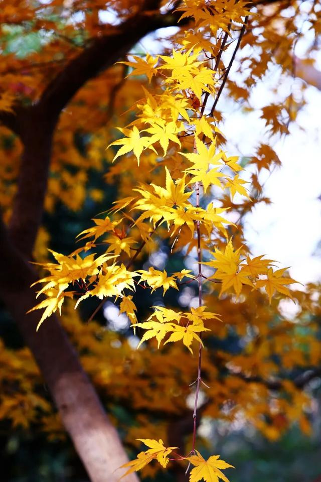 此时此刻，最美的栖霞山！