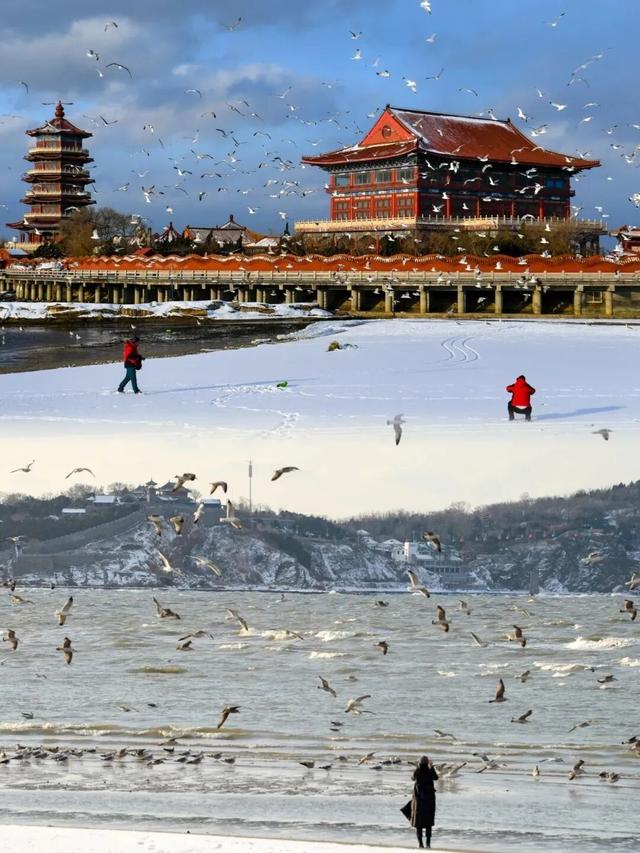 治愈天花板！来蓬莱赴一场冬日“鸥遇”