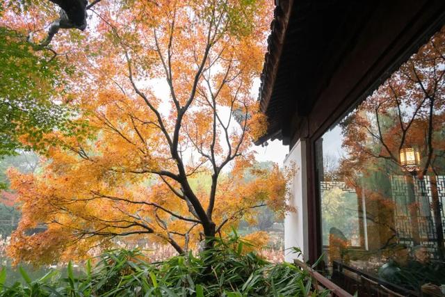 上海赏秋天花板，这波期待值拉满！