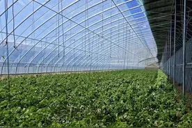 包头市东河区：推进春耕备耕为稳产丰产筑牢根基图片