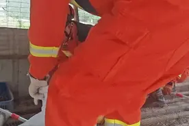 广东惊现大蟒蛇，被捕后打嗝，吐出一整只鹅图片