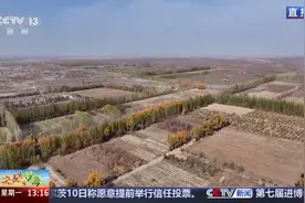 骆驼刺、沙拐枣……和朱广权一起认识沙漠里的神奇植物→图片