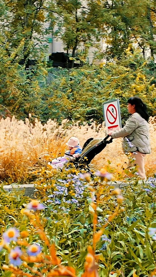 黄金大道秋意浓，石景山这条路进入最佳观赏期！