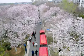 青岛西海岸张家楼画美达尼青岛市乡村振兴片区第二届樱花节启幕图片