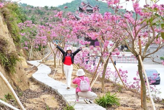 就现在，靓爆镜！免费赏！江门超浪漫粉色花海上新