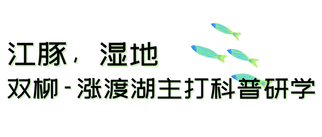 江豚“写真照”，让武汉这里火出圈