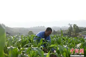 重庆“背篓专线”暖心助农图片