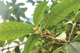 合肥桂花国庆前后有望绽放 花期可能覆盖整个10月图片