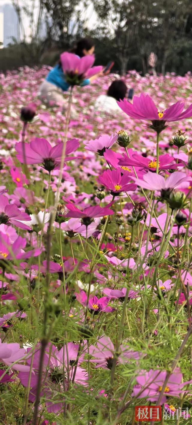 昔日“水淹七军”古战场，今朝已成浪漫花海
