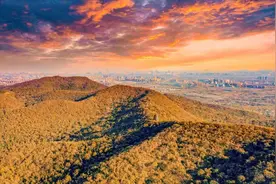 候鸟、獐子、中华虎凤蝶......它们，为何偏爱南京？图片