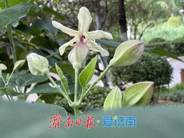 一年四季 泉在济南丨济南秋意浓 海洲常山送幽香