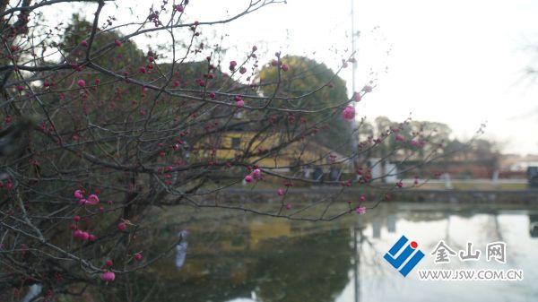 暗香浮动迎冬日 多处景点梅花初绽