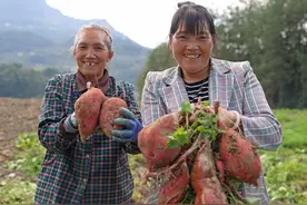 重庆彭水：高铁“弃渣场”变身红薯“希望田”图片