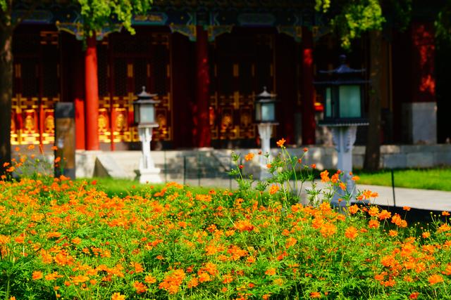 北海公园万佛楼景区硫化菊花海进入最佳观赏期