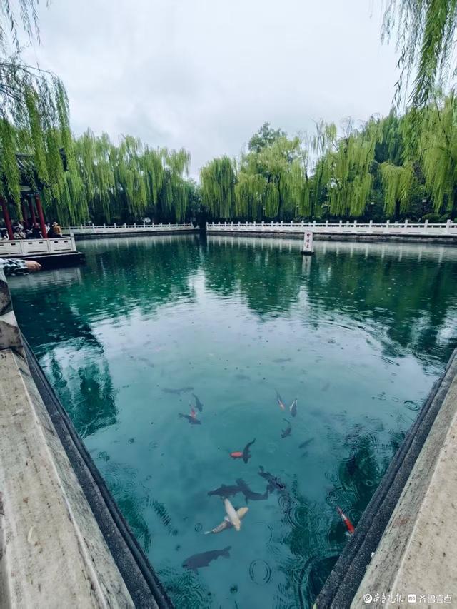双节拍 | 雨中逛一逛，济南四大泉群之一——珍珠泉