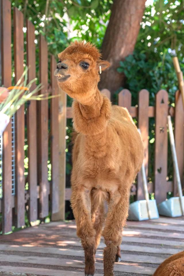 遛娃天花板！千岛湖也太会了！