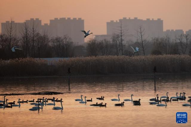 安徽滁州：城市公园成候鸟“越冬天堂”