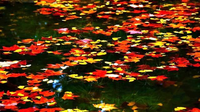 @遵义人，请查收一封来自“遵义公园”的请柬！