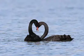 玉渊潭公园，黑天鹅秀恩爱图片