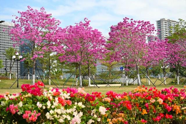 美到上央视！珠海超大花海，开好了！