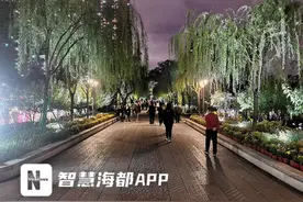 西湖菊展落幕，菊花都去哪儿了？图片