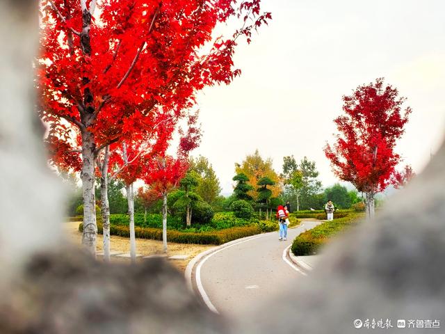 滨河公园枫叶红，多彩秋意景色浓