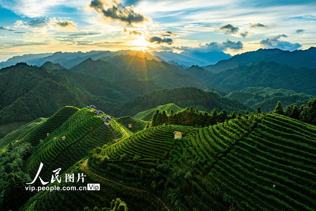 广西金秀：高山茶园晨景美