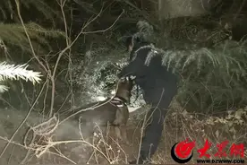东阿公安：“汪汪队”立大功！警犬助力找回女童图片