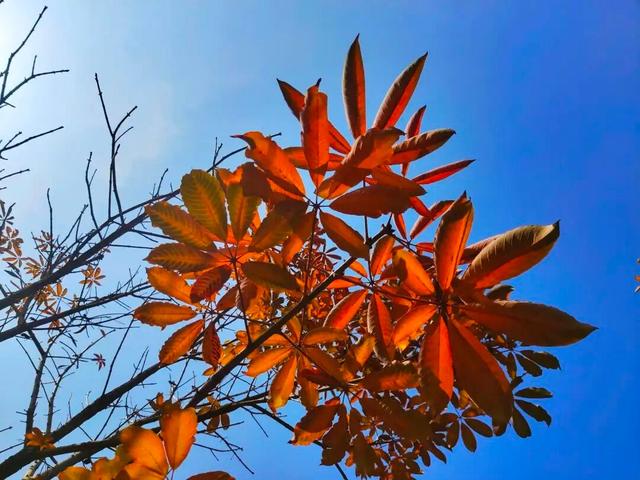 宁县：公园秋色惹人醉 生态宜居成色足