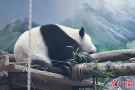 千里迎接“武林盟主”图片