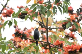 踏青赏花迎热潮，花城“春日经济”兴旺图片