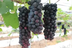 陵水英州50亩葡萄挂果 特色产业增添乡村振兴新路图片