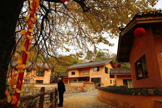 高岭宿集・赴一场银杏的金色邀约