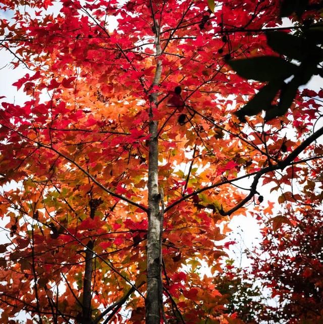 去有“枫”的地方，团风大崎山“枫”景正好！