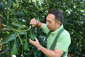 让云南牛油果走向世界——台商汪志哲的牛油果梦图片