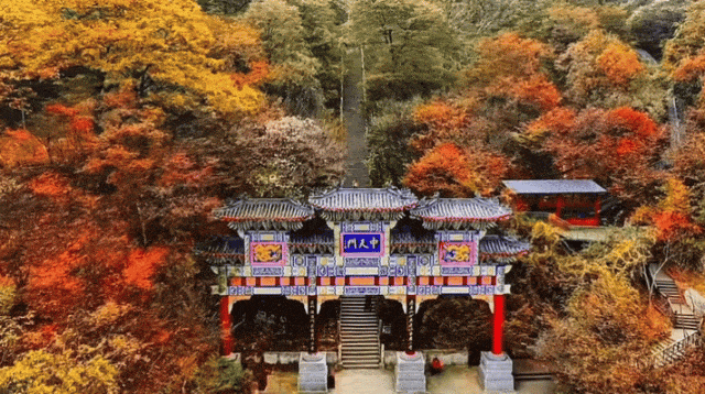 秋景大片都没看，洛阳的秋天，这就结束了？