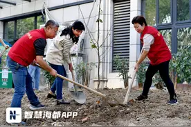 家门口就能赏樱花！福州一社区联合各部门植树护绿图片