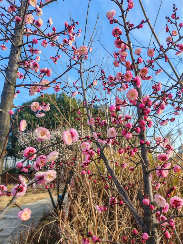 不是周末，人都巨多！武汉赏梅热潮持续，市民游客“踏香而来”