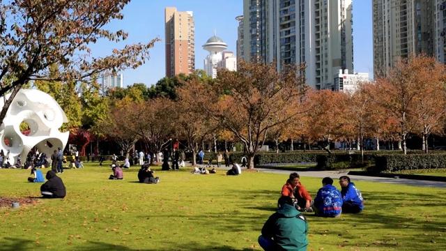 红花槭火红、银杏金黄、乌桕美如油画……静安这里藏着一片绝美秋色→