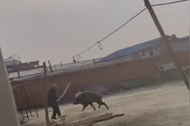 惊险！又有野猪闯入院内，大爷持棍对峙图片