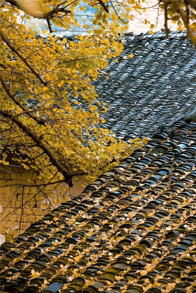 初冬胜春，韶关最美季来了，快来打卡