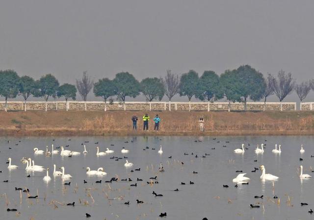 市民自驾打卡“天鹅湿地”