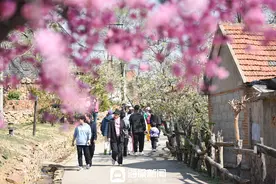樱海觅春风！日照街道九条沟樱花节：融合振兴点亮“诗与远方”图片